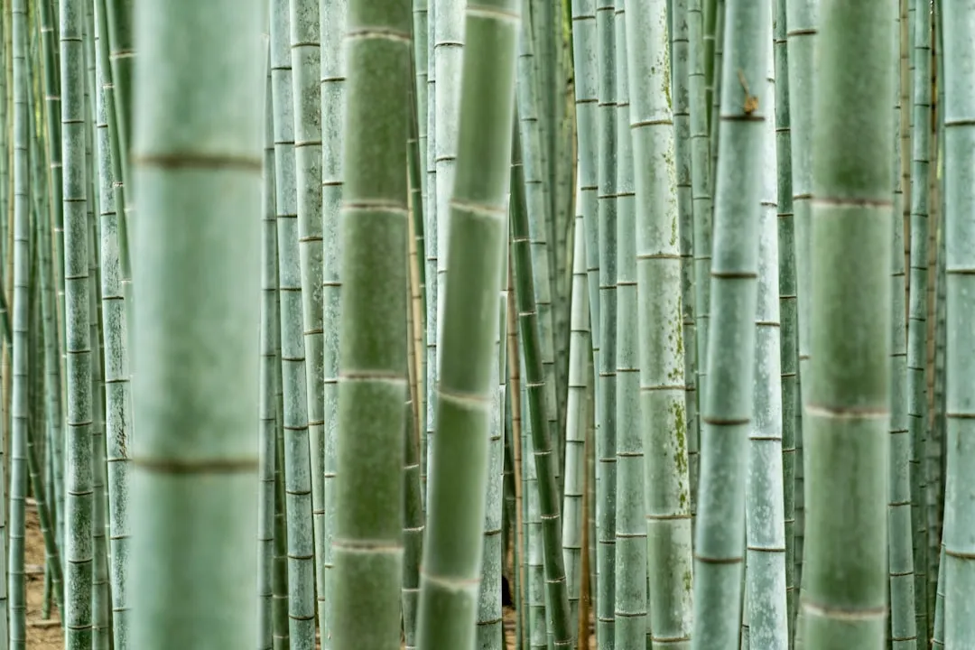 小程序软件光盘与APP软件光盘的选型对比分析